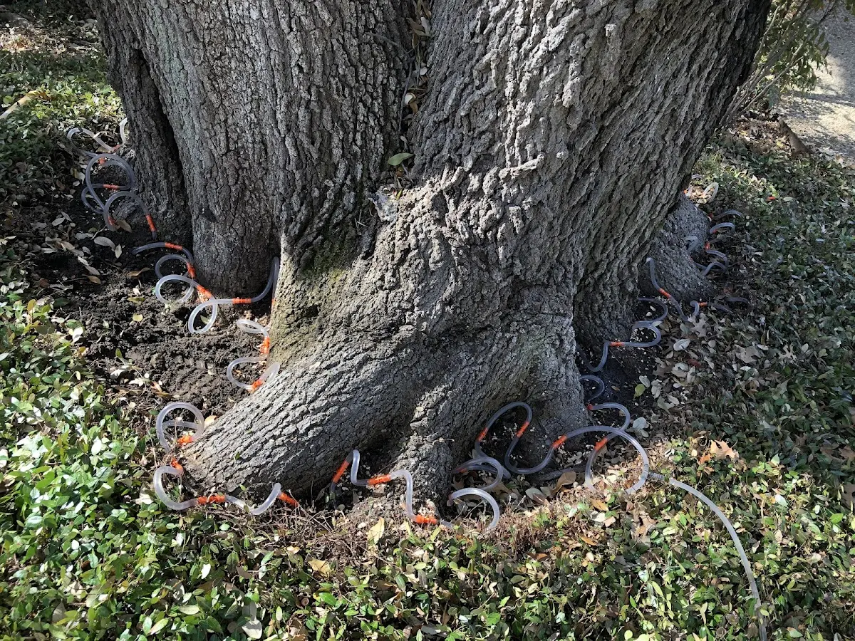 Detailed Tree Cabling and Bracing job site in Blairs Mills
