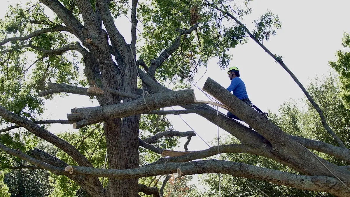 Professional Crown Thinning performed by certified arborists in Blairs Mills