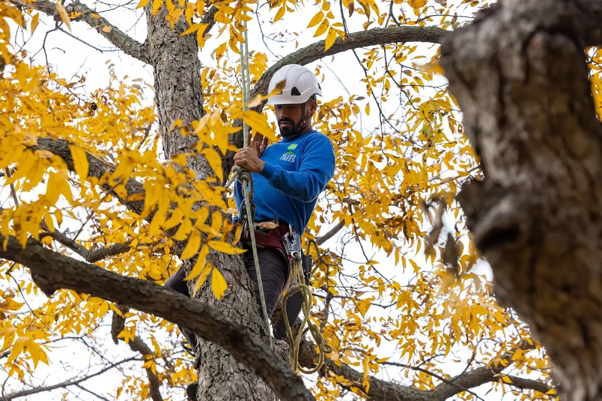 Skilled Tree Pruning crew working in Blairs Mills